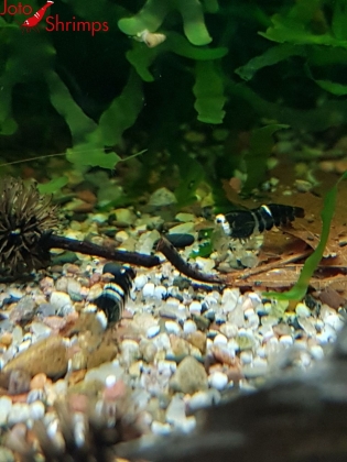 Super Crystal Black